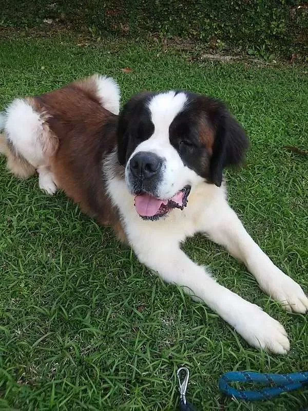 Cachorro ra a São Bernardo idade 3 anos nome Max e Nina