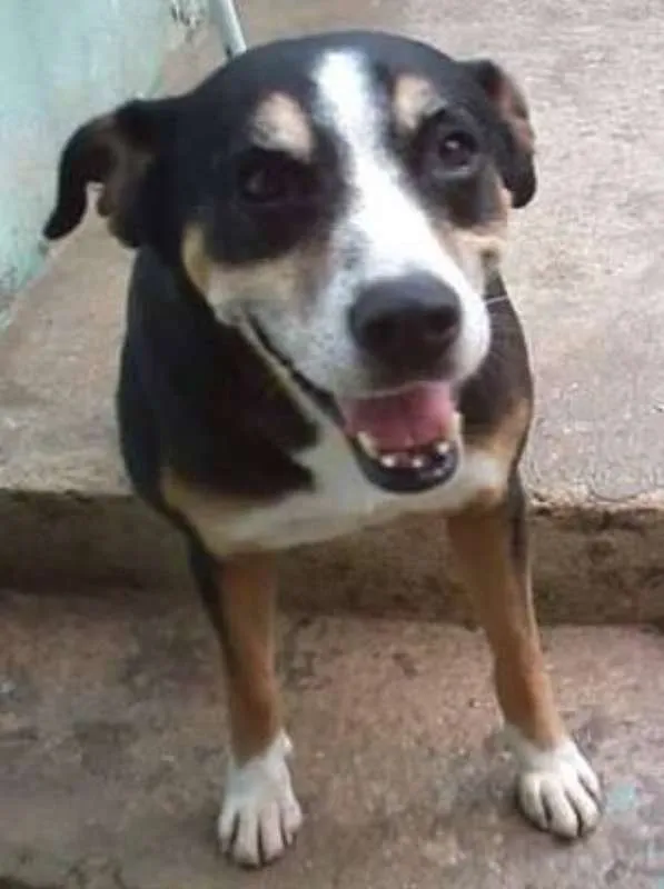 Cachorro ra a srd idade 6 ou mais anos nome Avalon