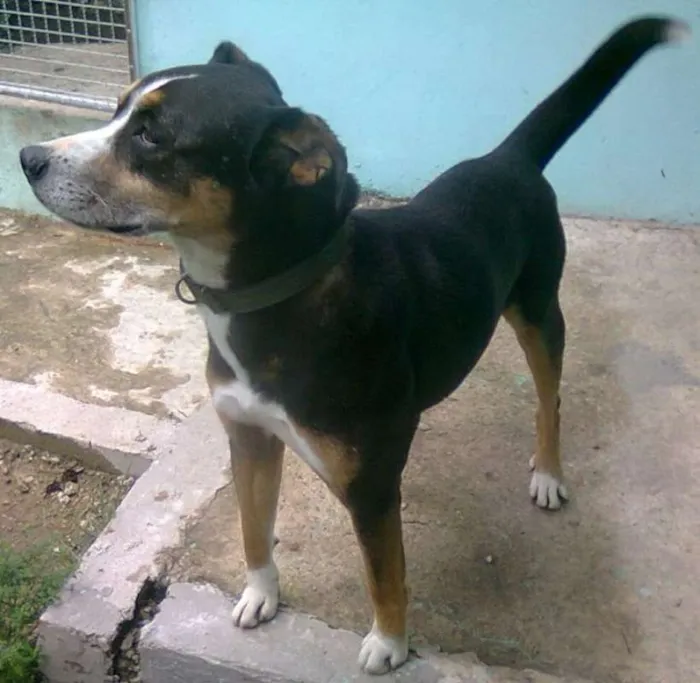 Cachorro ra a srd idade 6 ou mais anos nome Avalon