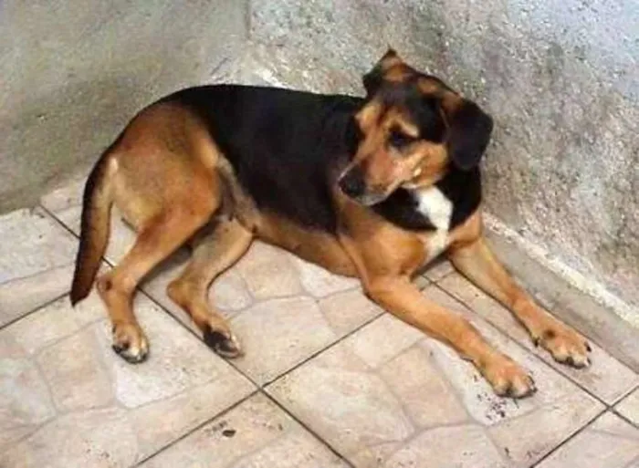Cachorro ra a srd idade 6 ou mais anos nome Monetti