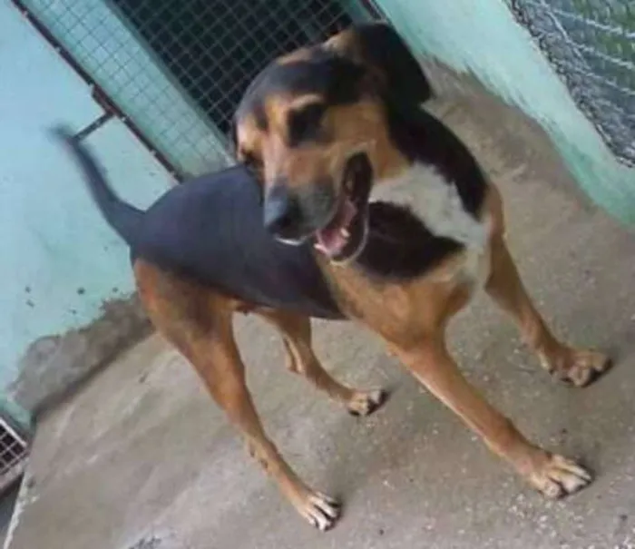 Cachorro ra a srd idade 6 ou mais anos nome Monetti