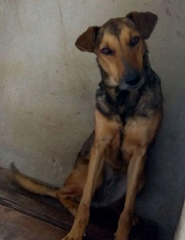 Cachorro ra a srd idade 2 anos nome Mariam
