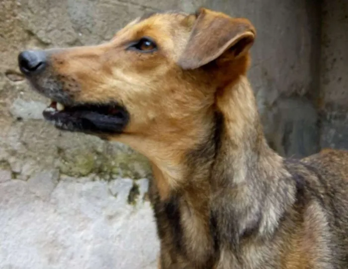 Cachorro ra a srd idade 2 anos nome Mariam
