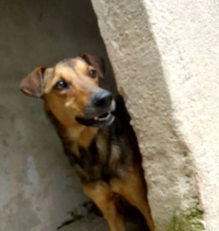 Cachorro ra a srd idade 2 anos nome Mariam