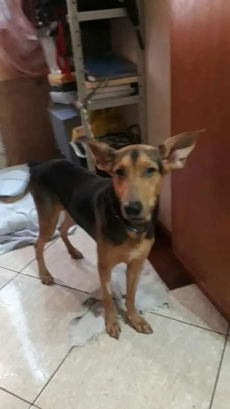 Cachorro ra a NRD idade 2 anos nome Percival