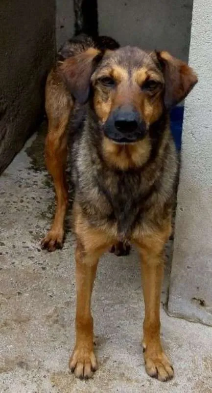 Cachorro ra a srd idade 2 anos nome Lathifa