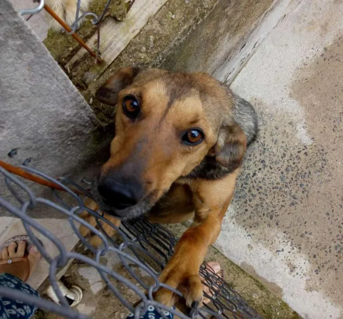 Cachorro ra a srd idade 2 anos nome Lathifa