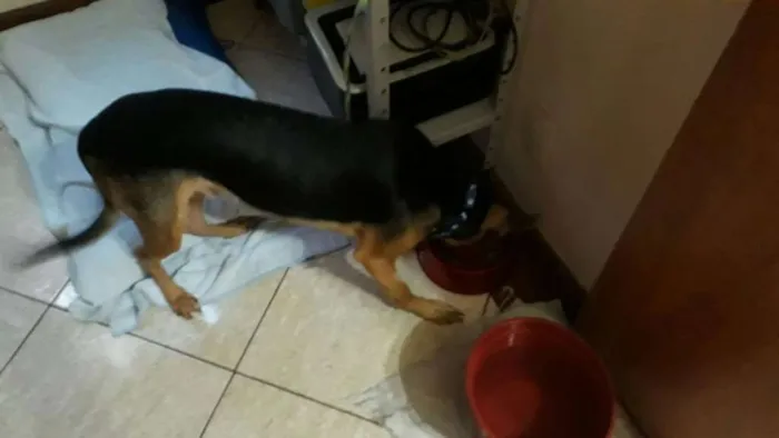 Cachorro ra a NRD idade 2 anos nome Percival