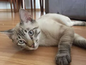 Gato raça srd idade 7 a 11 meses nome Tom