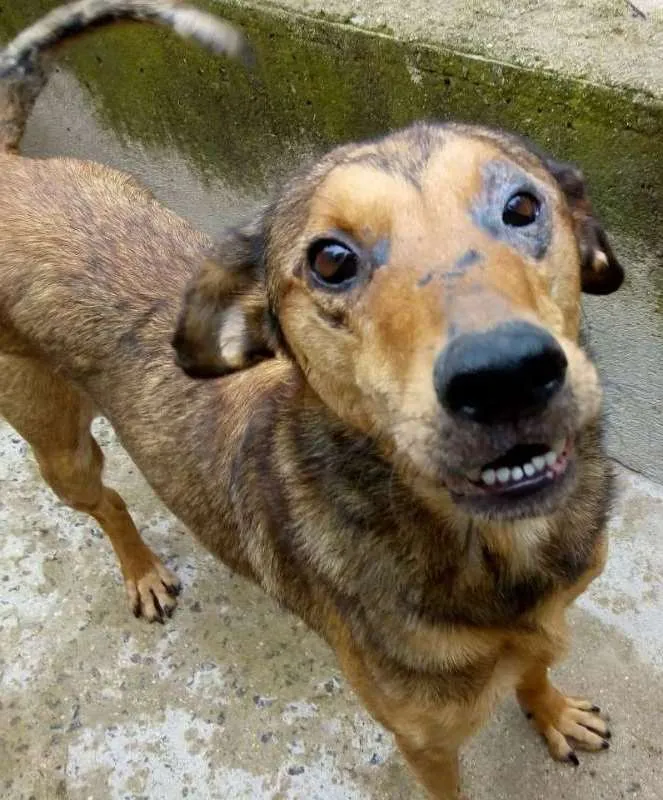 Cachorro ra a srd idade 2 anos nome Aslan