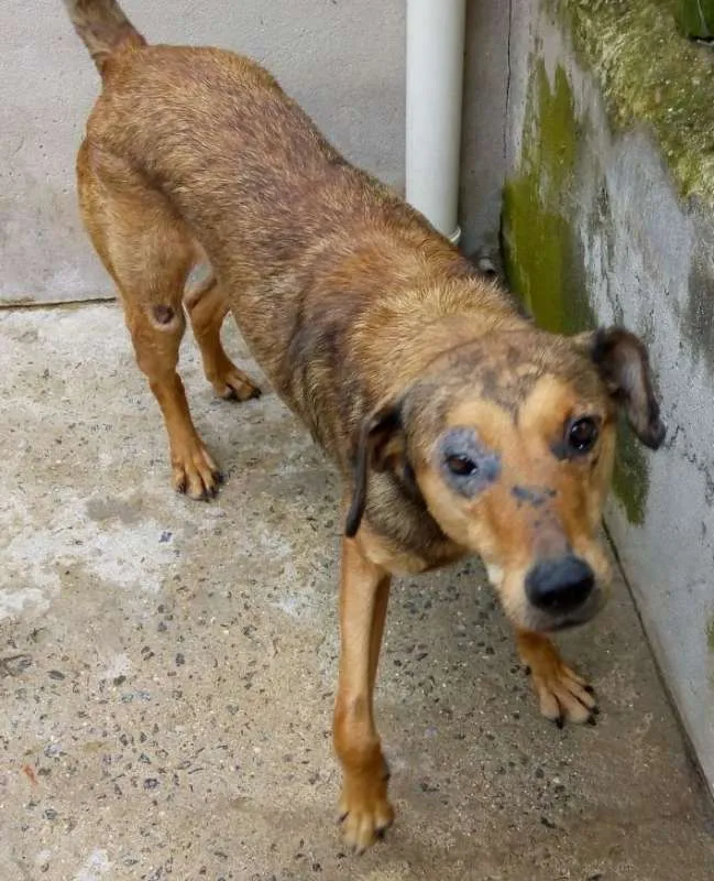 Cachorro ra a srd idade 2 anos nome Aslan