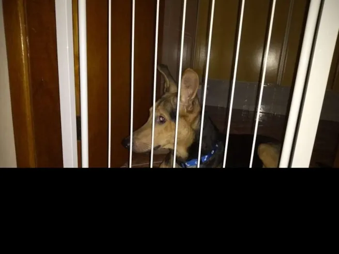Cachorro ra a NRD idade 2 anos nome Percival