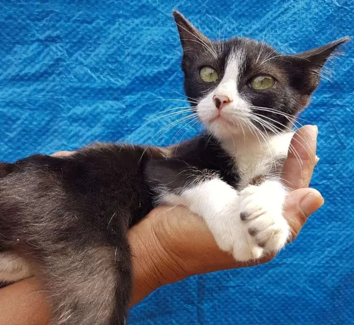 Gato ra a srd idade 2 a 6 meses nome sem nome 