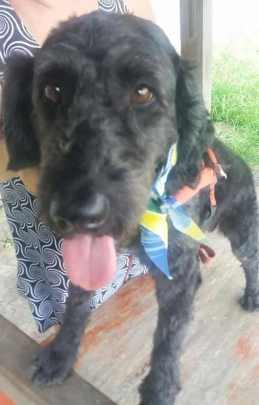 Cachorro ra a Poodle(mix) idade 1 ano nome Ulisses