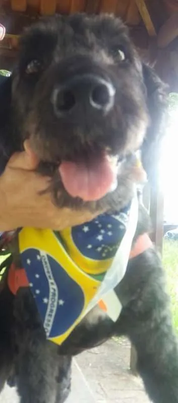 Cachorro ra a Poodle(mix) idade 1 ano nome Ulisses
