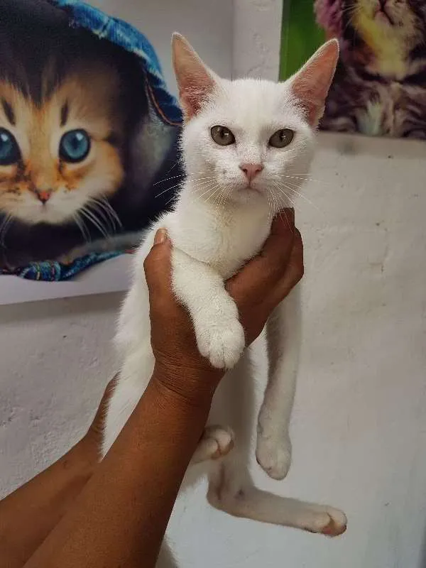 Gato ra a srd idade 2 a 6 meses nome sem nome 