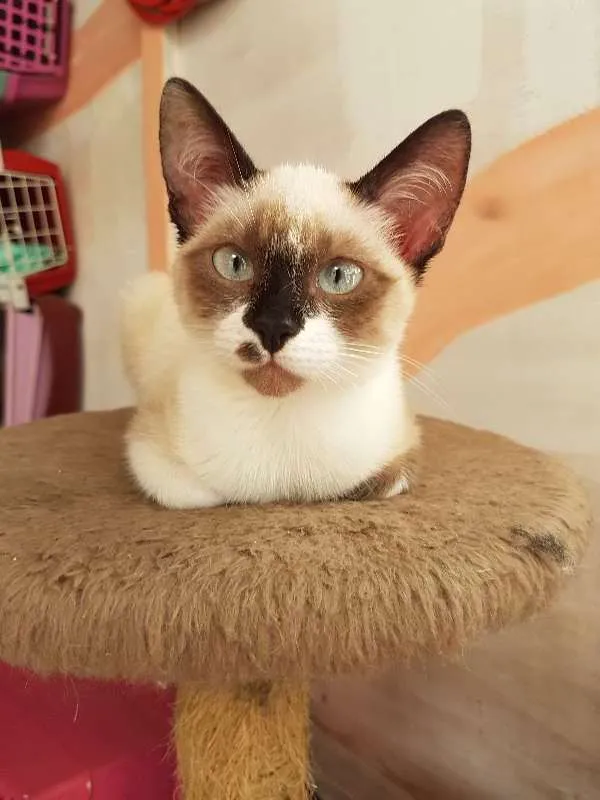 Gato ra a srd idade 2 a 6 meses nome sem nome 