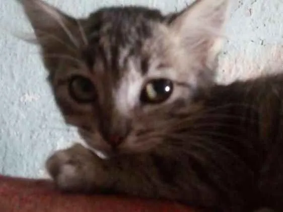 Gato ra a Vira lata idade 2 a 6 meses nome Turbina