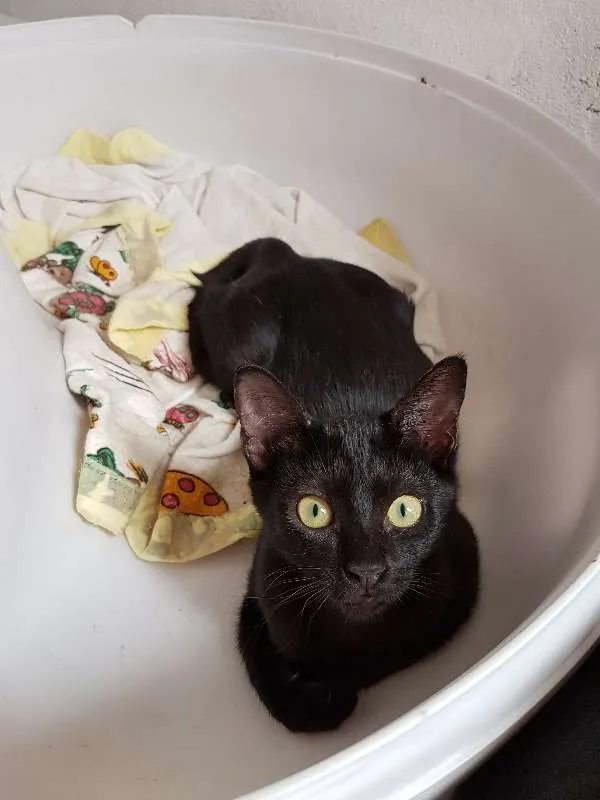 Gato ra a SRD idade 2 a 6 meses nome SEM NOME 