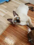 NIKITA