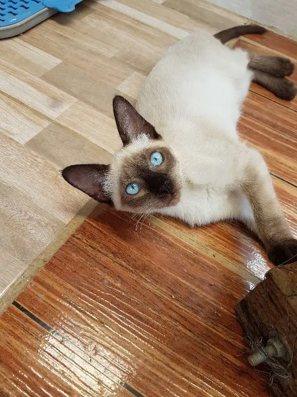 Gato ra a SIAMES idade 2 a 6 meses nome NIKITA