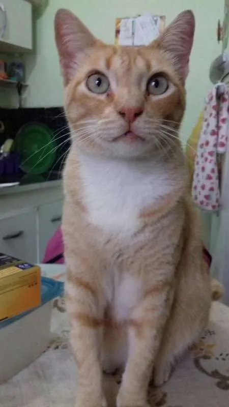 Gato ra a SRD idade 2 anos nome FRAJOLA