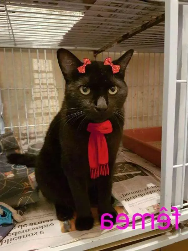Gato ra a SRD idade 1 ano nome PRINCESA