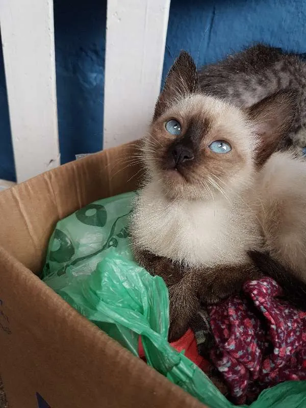 Gato ra a SIAMES  idade 2 a 6 meses nome SEM NOME 
