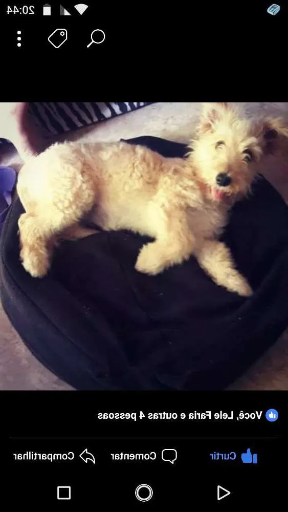 Cachorro ra a Poodle idade 2 anos nome Mel 
