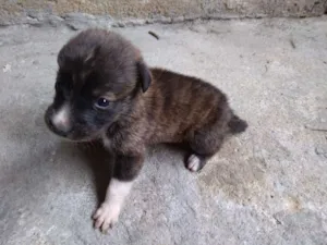 Cachorro raça sem raça idade Abaixo de 2 meses nome bidu