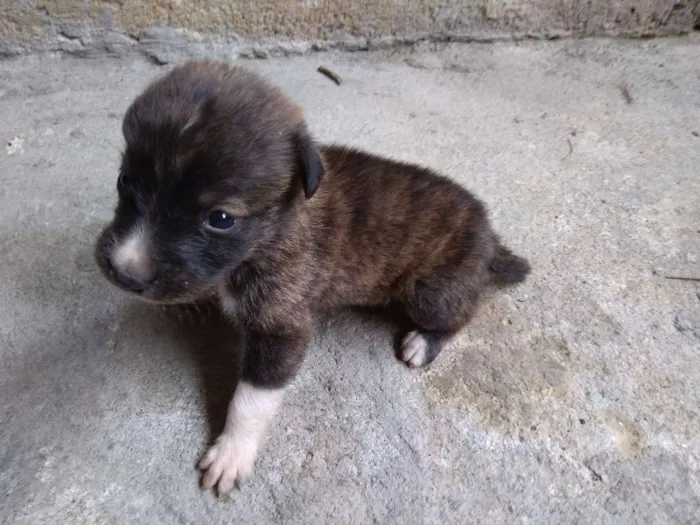Cachorro ra a sem raça idade Abaixo de 2 meses nome bidu