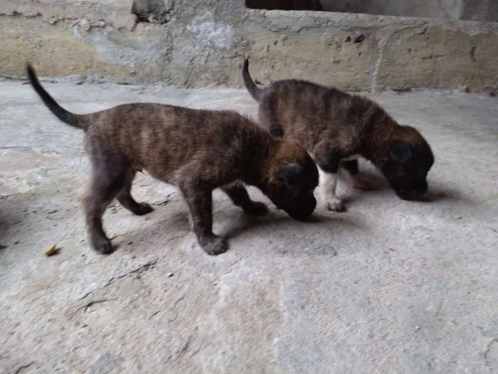 Cachorro ra a sem raça idade Abaixo de 2 meses nome bidu