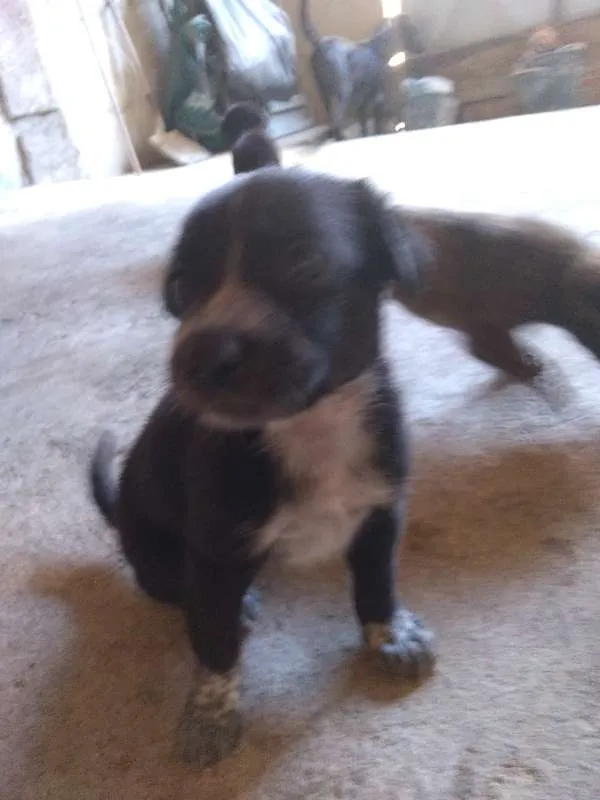 Cachorro ra a sem raça idade Abaixo de 2 meses nome bidu