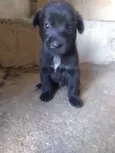 bidu