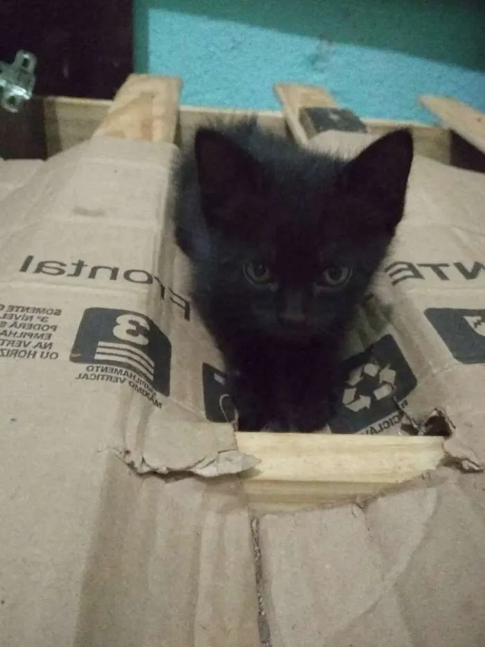 Gato raça Raça não definida  idade 2 a 6 meses nome Ainda não tem nome