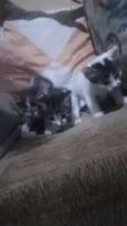 Nina, flor, pingo 