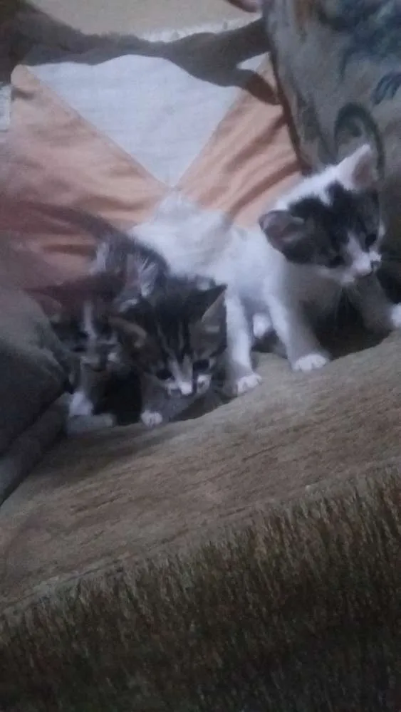 Gato ra a  idade Abaixo de 2 meses nome Nina, flor, pingo 