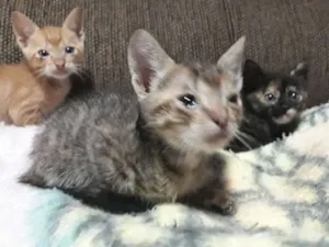 Gato raça Vira lata idade Abaixo de 2 meses nome Sem nome 