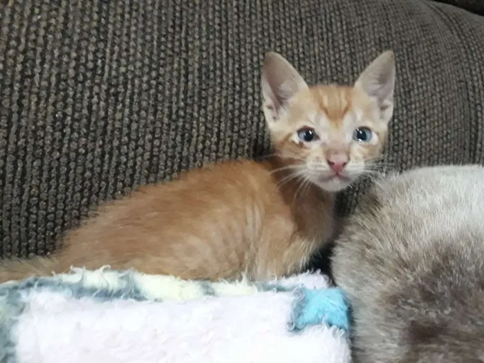 Gato ra a Vira lata idade Abaixo de 2 meses nome Sem nome 