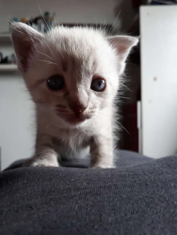 Gato ra a Vira lata idade Abaixo de 2 meses nome Sem nome 