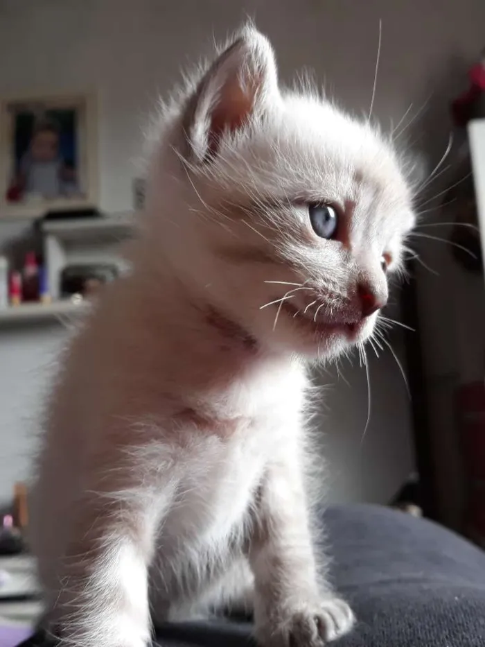 Gato ra a Vira lata idade Abaixo de 2 meses nome Sem nome 
