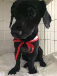 Doggy