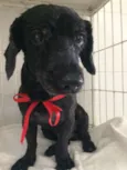 Doggy