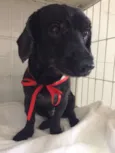 Doggy