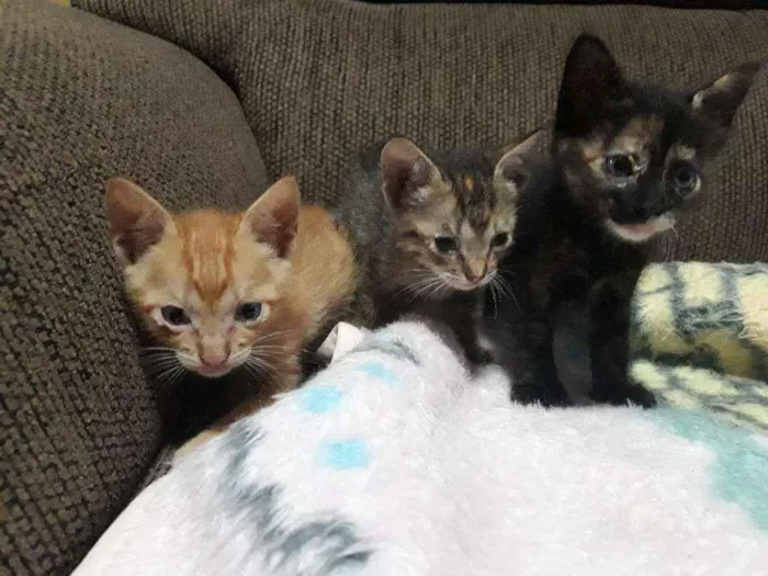 Gato ra a Vira lata idade Abaixo de 2 meses nome Sem nome 