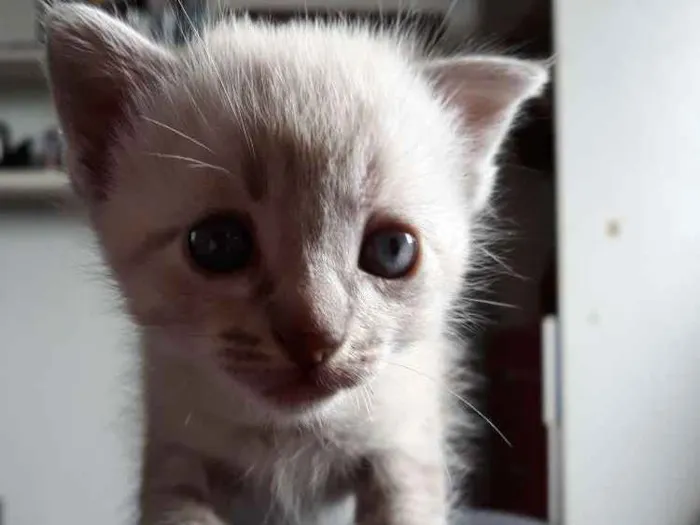 Gato ra a Vira lata idade Abaixo de 2 meses nome Sem nome 