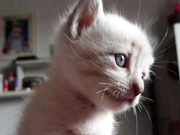 Gato ra a Vira lata idade Abaixo de 2 meses nome Sem nome 