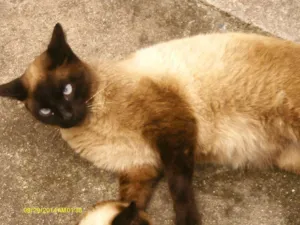 Gato raça CIAMEZ idade 5 anos nome ERICK