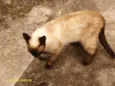 Gato raça CIAMEZ idade 5 anos nome ERICK