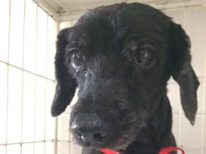 Cachorro raça SRD idade 4 anos nome Doggy